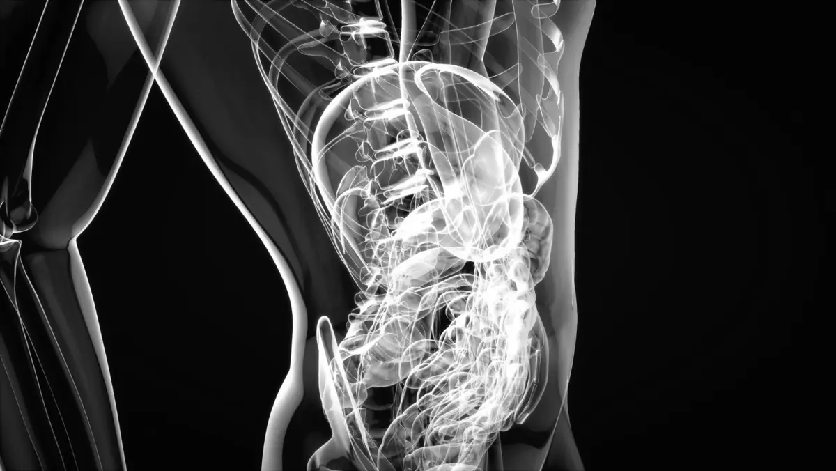 An image of the organs in the abdomen